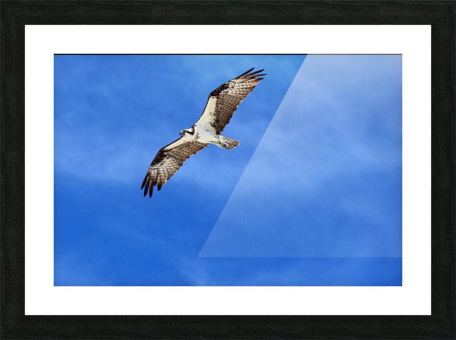 osprey flying 4422 Picture Frame print