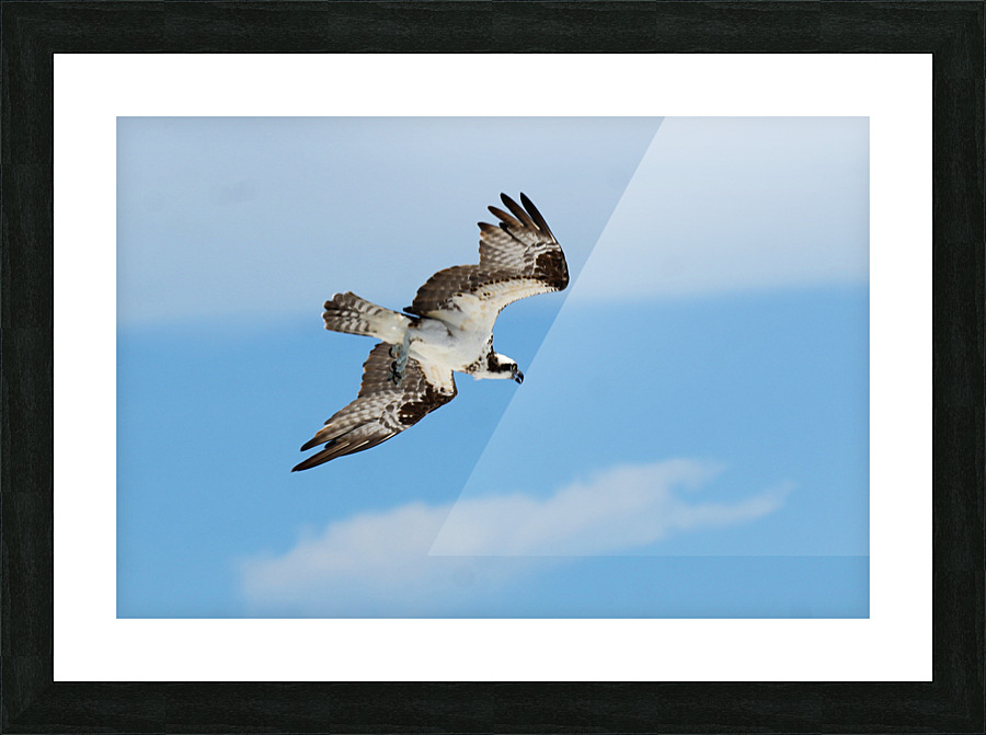 osprey angled 4486 Picture Frame print