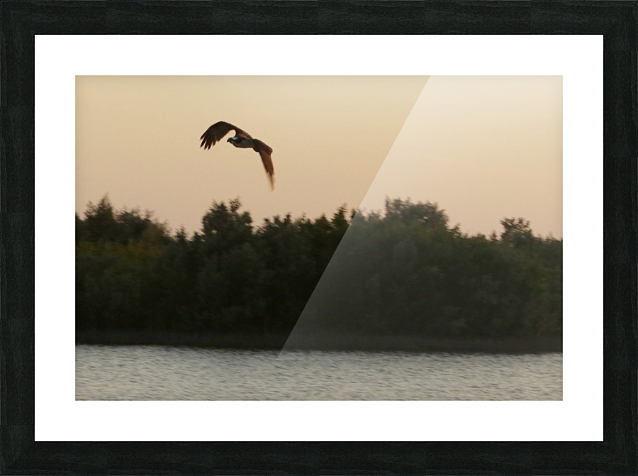 osprey in flight 9155 Picture Frame print