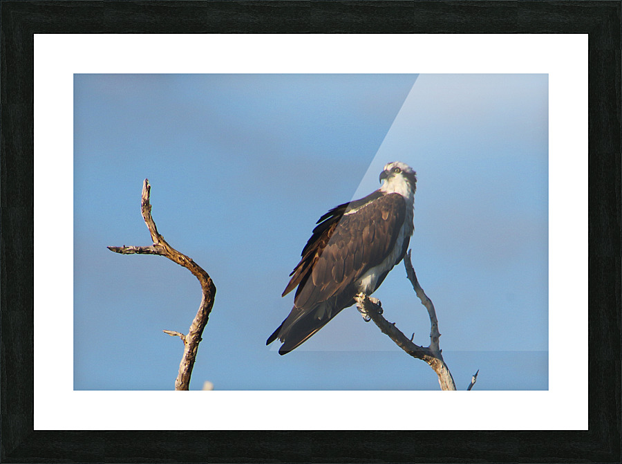 osprey treetop 8757 Picture Frame print