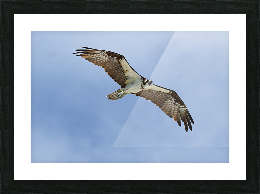 osprey heqding right looking down 4405 Picture Frame print
