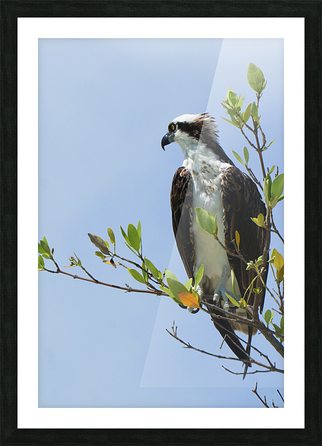 osprey profiled away 4339 Picture Frame print