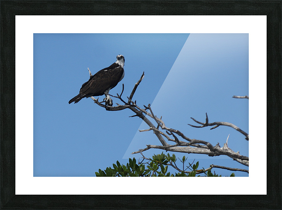 osprey in tree 7521 Picture Frame print