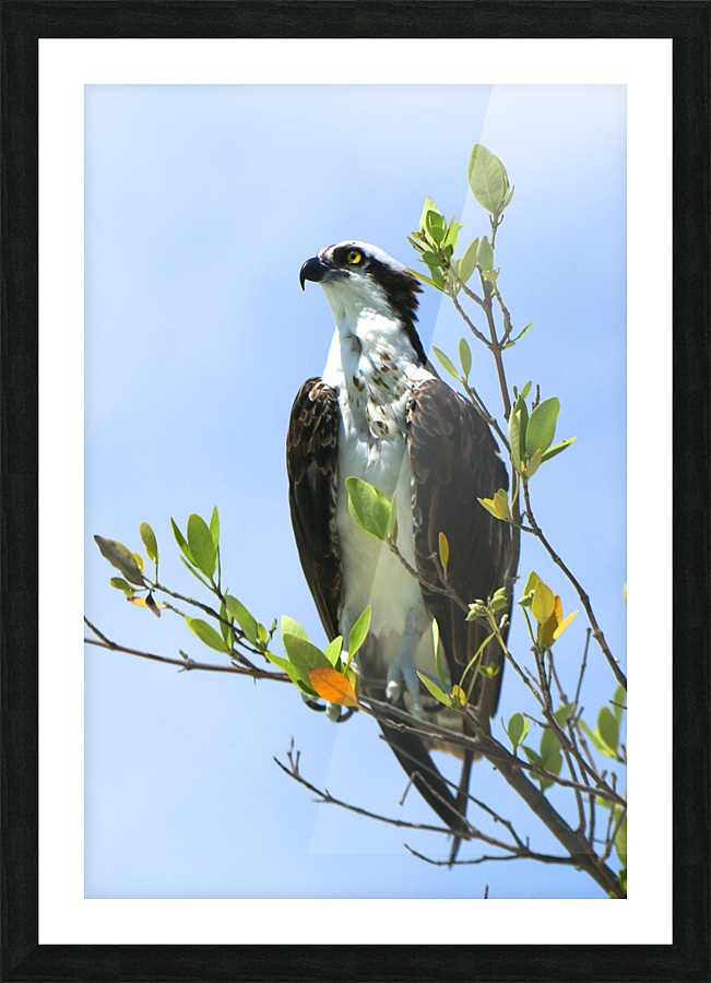 osprey head angled up 4330 Picture Frame print