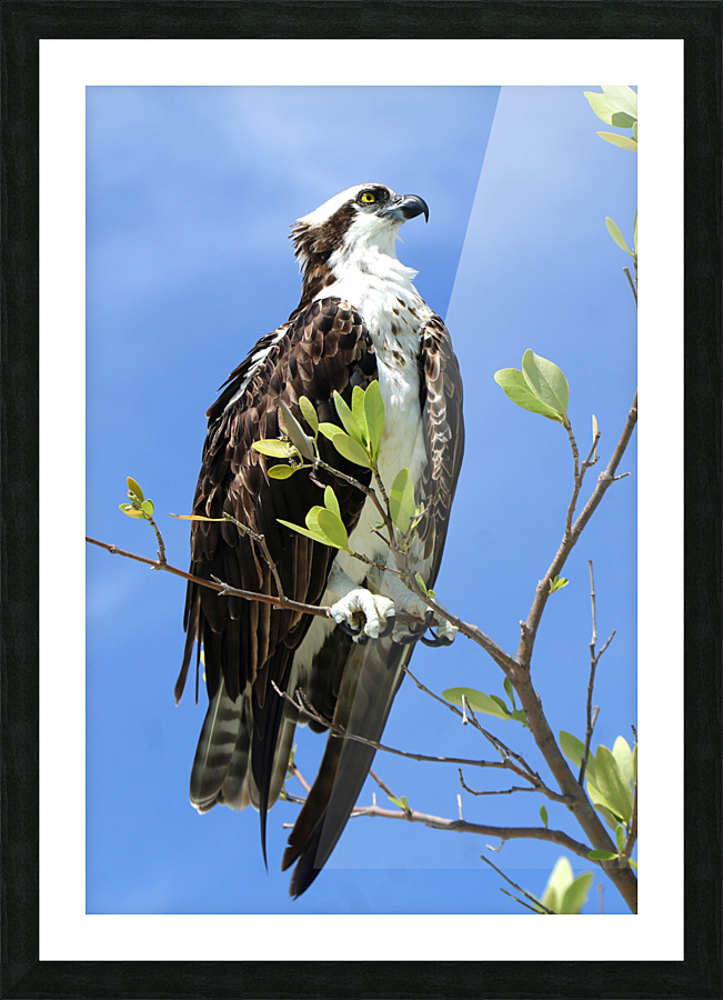 osprey looking up profile 4368 Picture Frame print