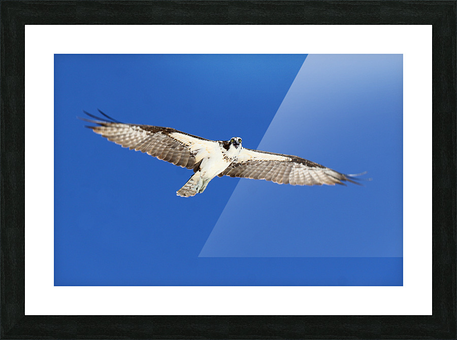 osprey wings flat out eys down 4439 Picture Frame print