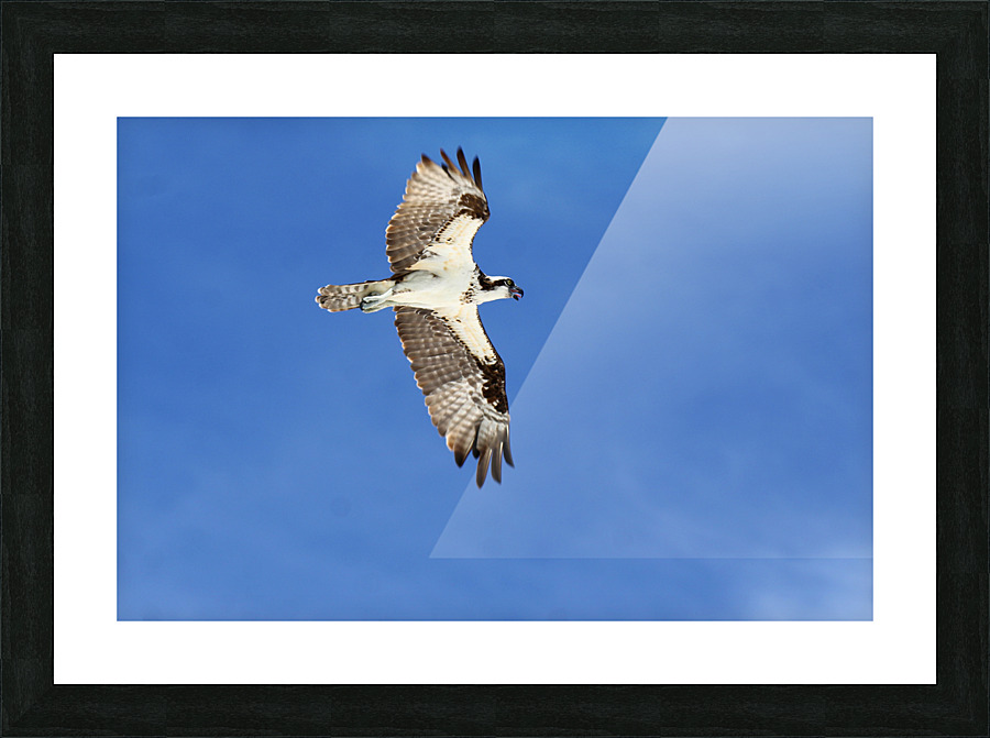 osprey in flight 4429 Picture Frame print