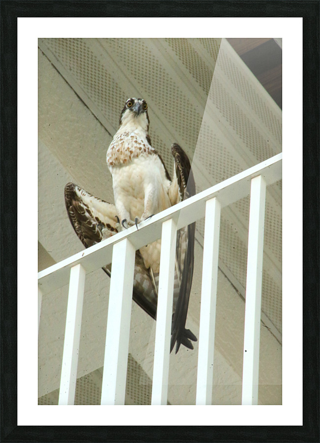 osprey OMI 2773 Picture Frame print