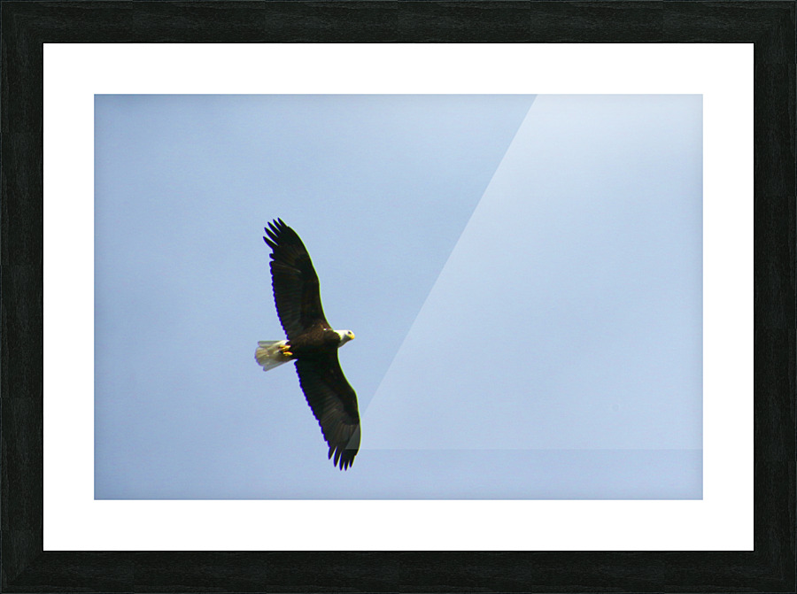 eagle directly overhead 0815 Picture Frame print