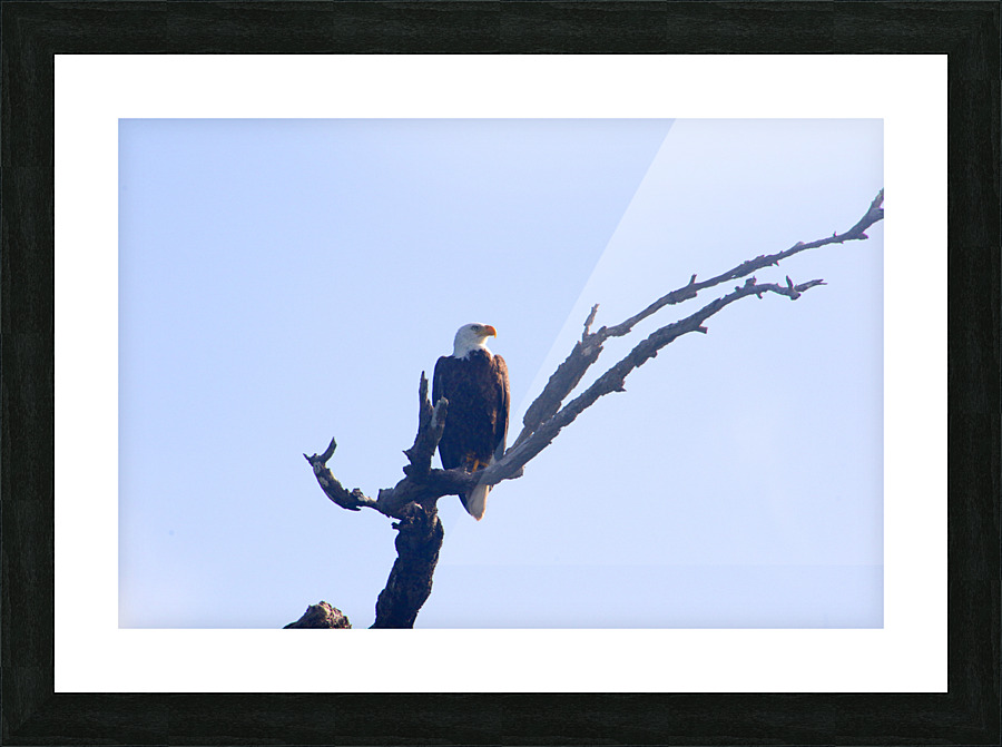 eagle looking left 0615 Picture Frame print