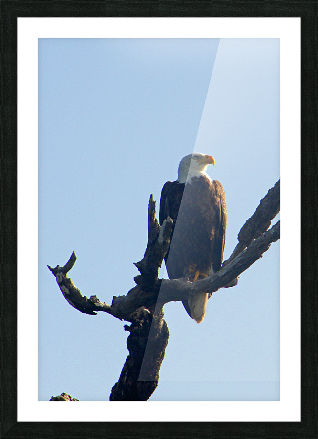 eagle looking left 0616 Picture Frame print
