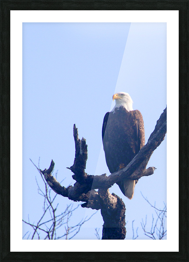eagle left eye view 0604 Picture Frame print