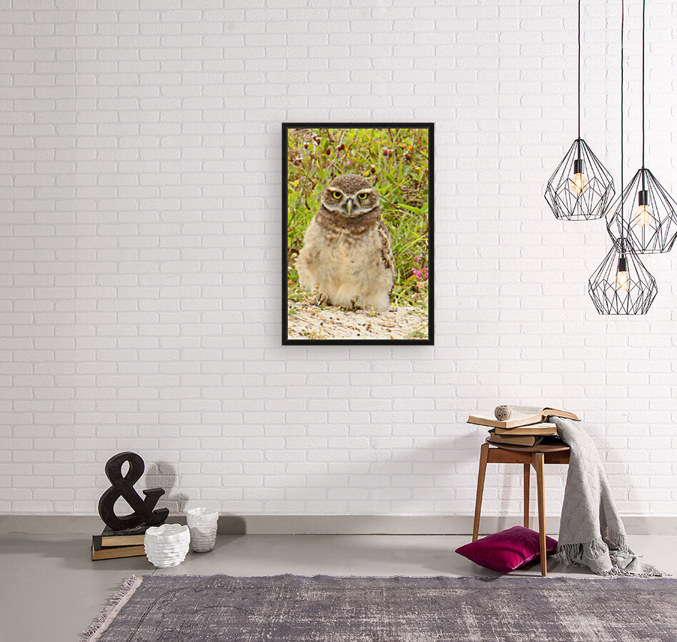 burrowing owl fluff 0187 Reproduction
