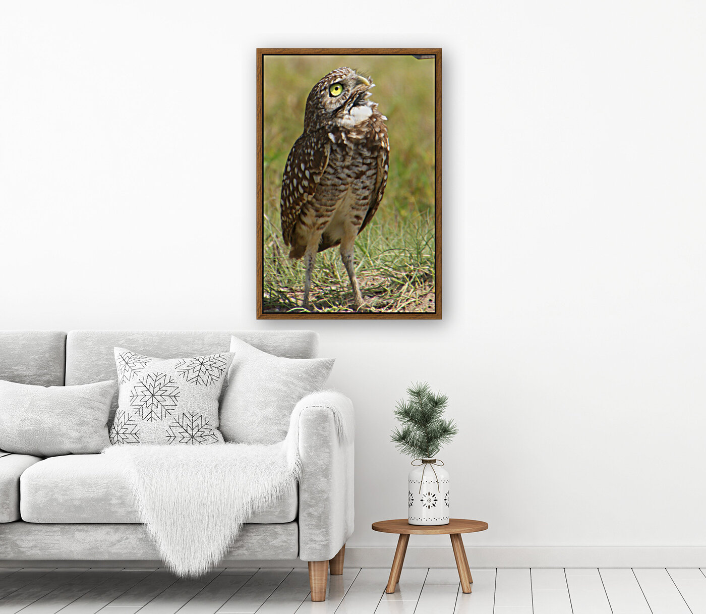 burrowing owl looking up 1544 Reproduction