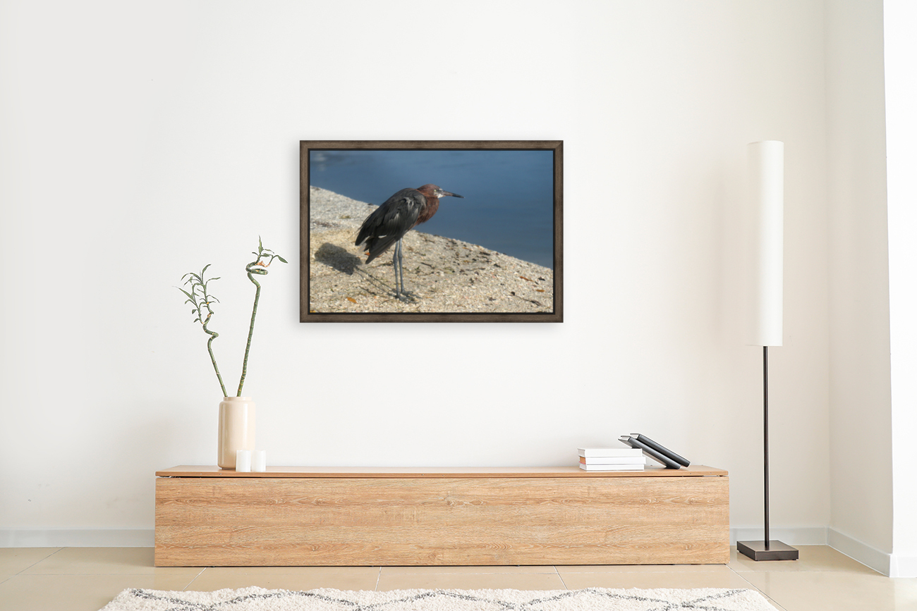 reddish egret 8440 Reproduction