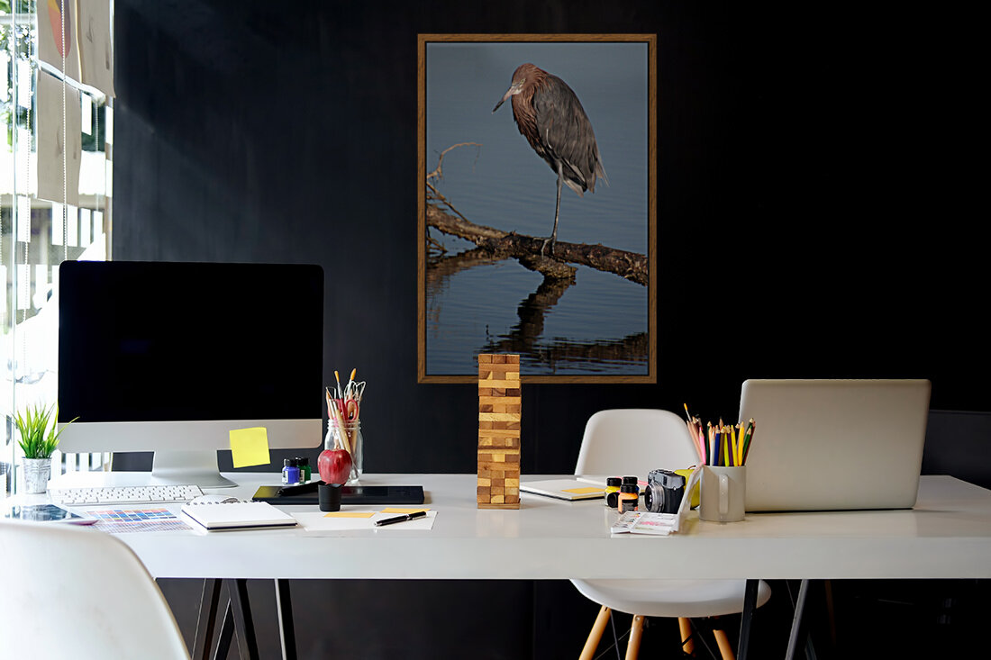 reddish egret compact 5223 Reproduction