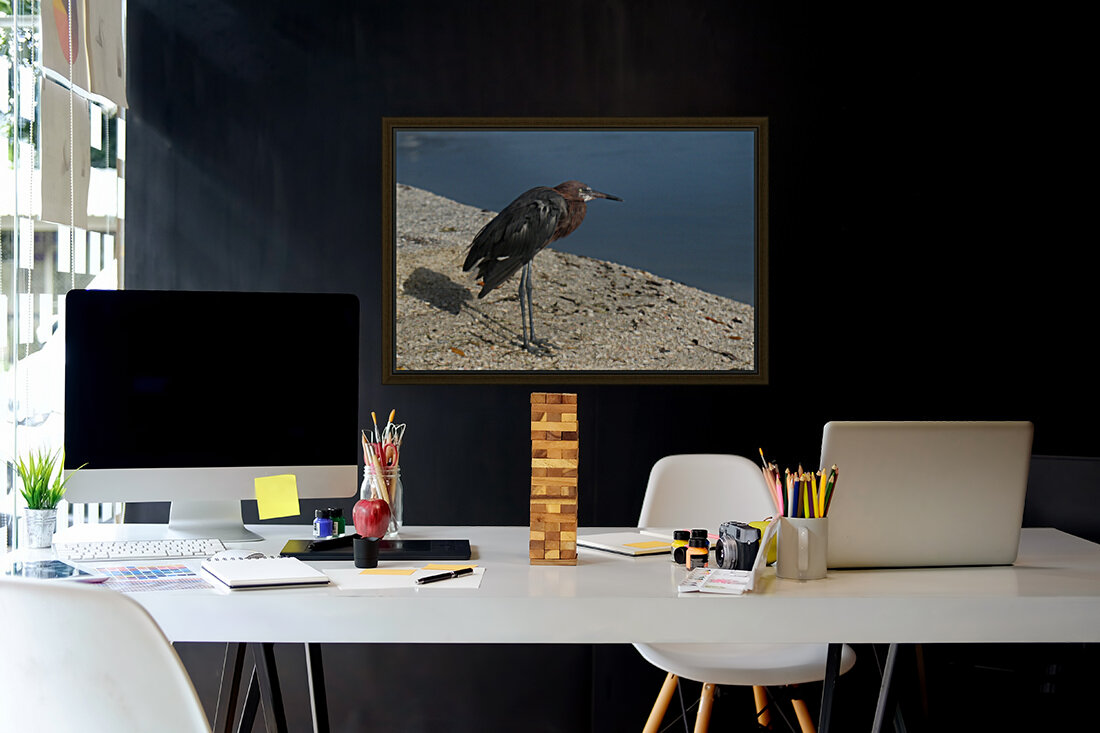 reddish egret lr 8440 Reproduction
