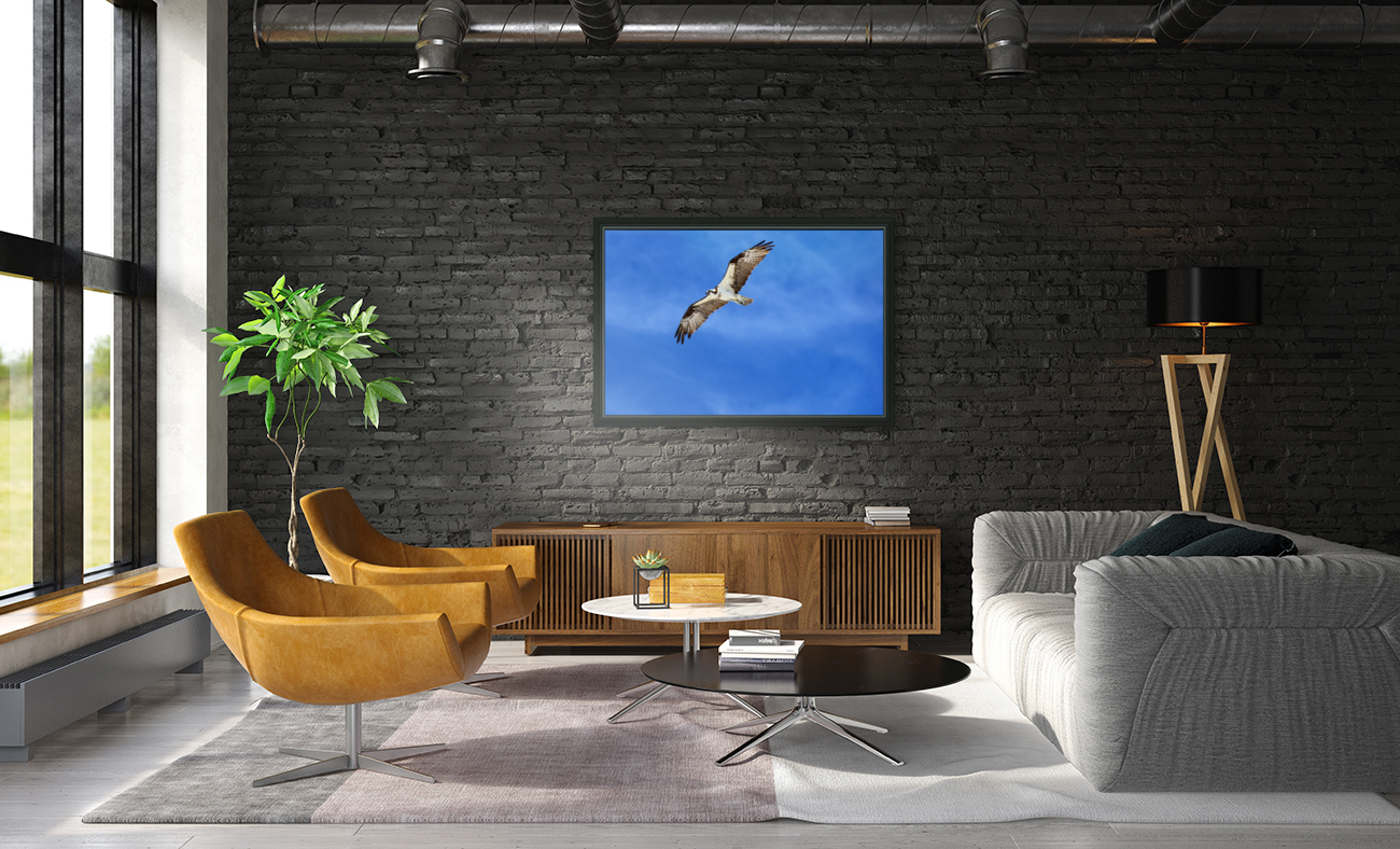 osprey flying 4422 Reproduction