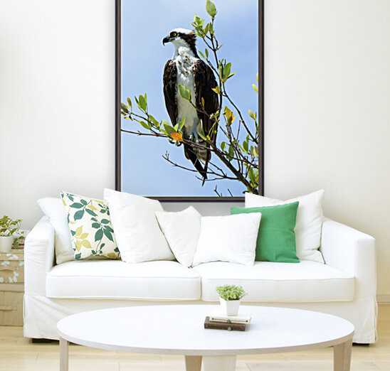 osprey profile 4337 Reproduction