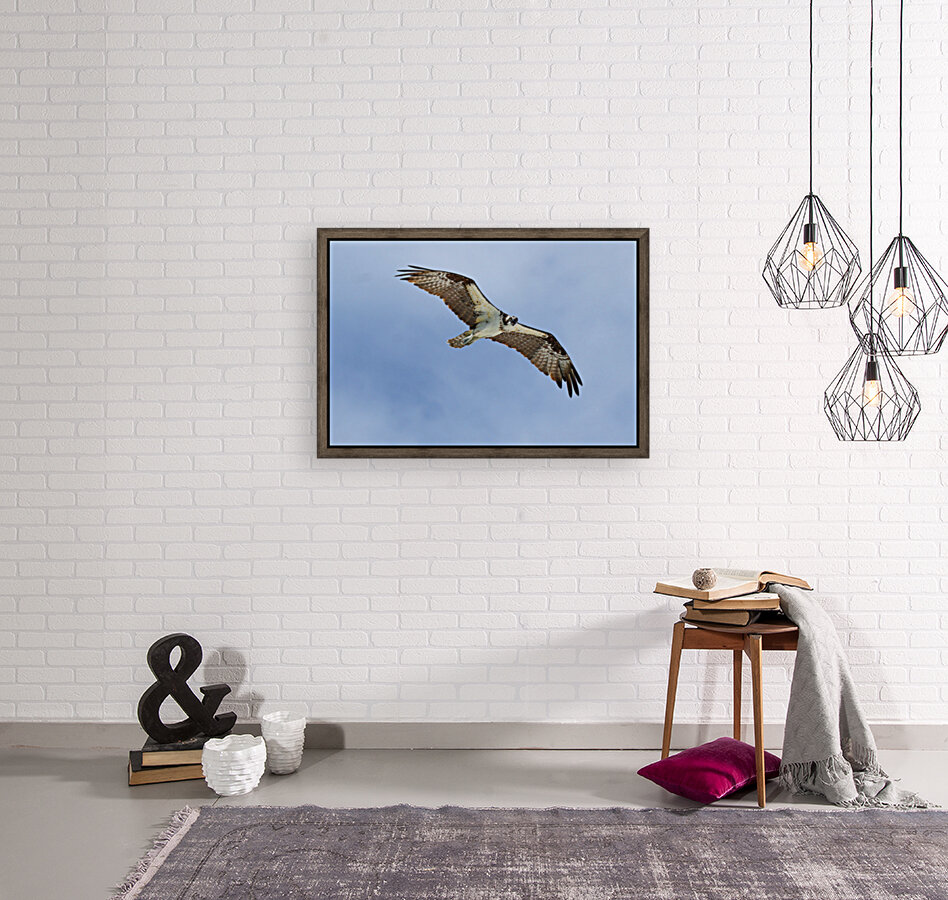 osprey heqding right looking down 4405 Reproduction