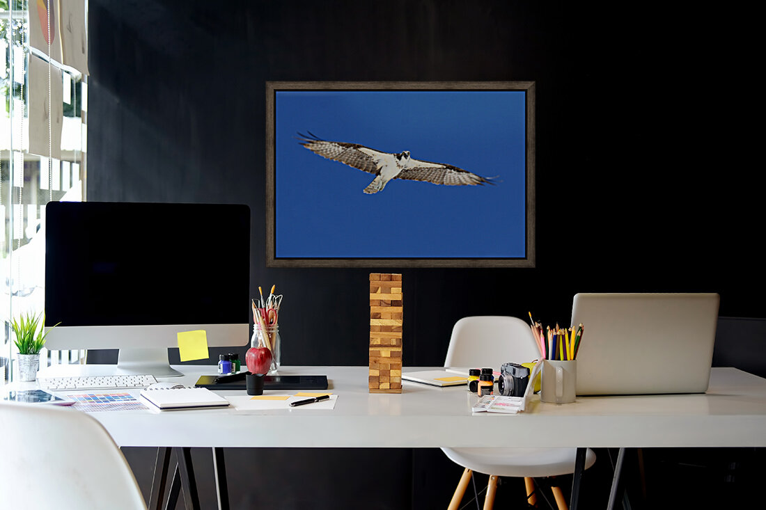 osprey wings flat out eys down 4439 Reproduction