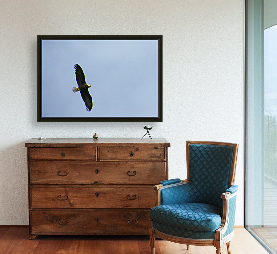 eagle directly overhead 0815 Reproduction