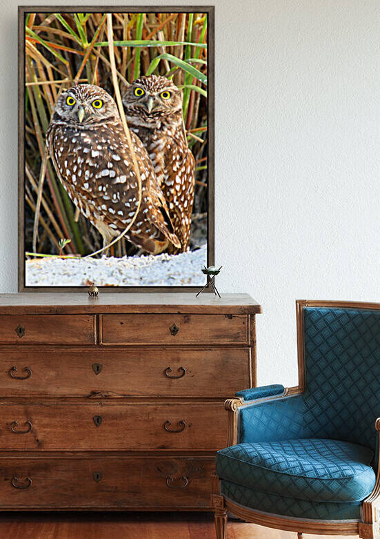 2  burrowing owls nice 1924 by Dan Sheridan Photography