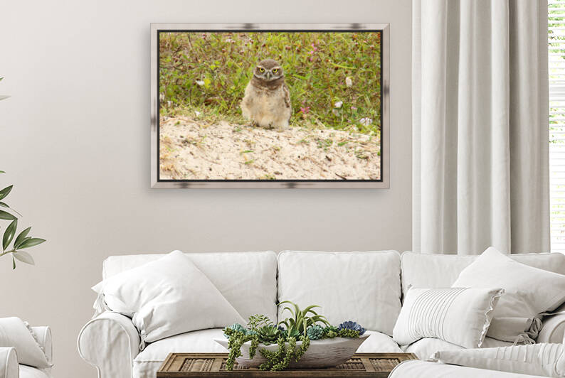 baby burrowing owl pixelated 0187 by Dan Sheridan Photography