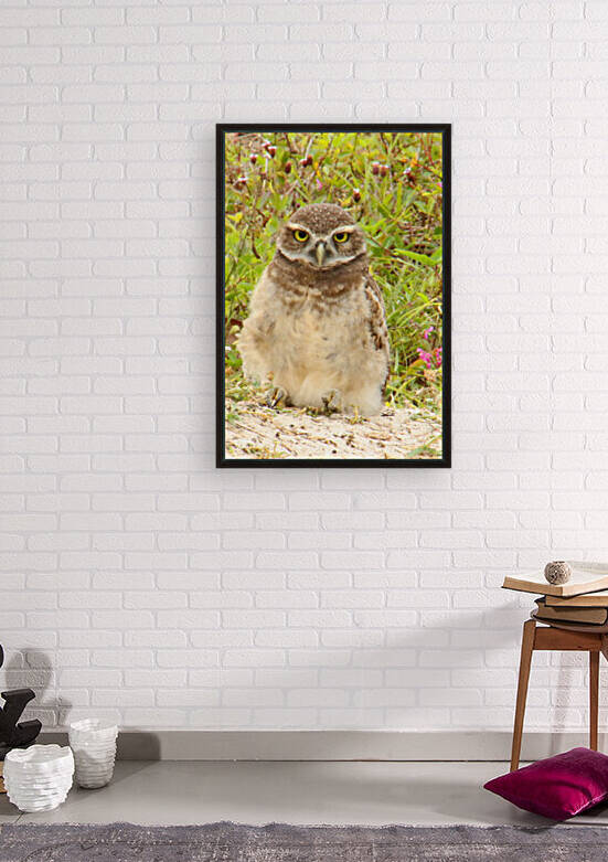 burrowing owl fluff 0187 Reproduction