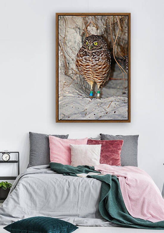burrowing owl beach yellow eyes leg tags 9571 by Dan Sheridan Photography