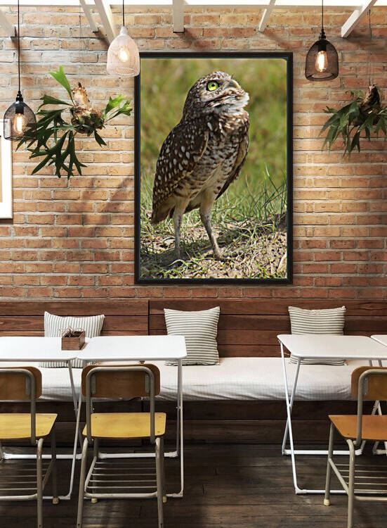 burrowing owl looking up1549 Reproduction