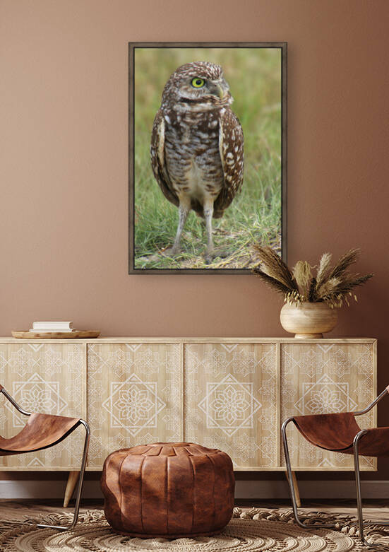burrowing owl right eye 1578 by Dan Sheridan Photography