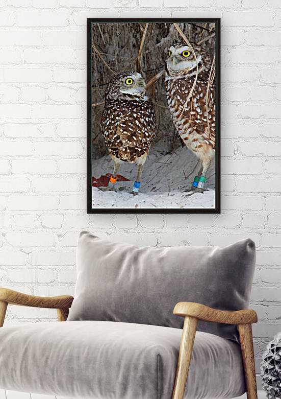 prent and child burrowing owls 0729 by Dan Sheridan Photography