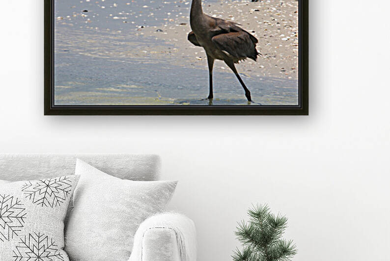 red egret angled 9287 Reproduction