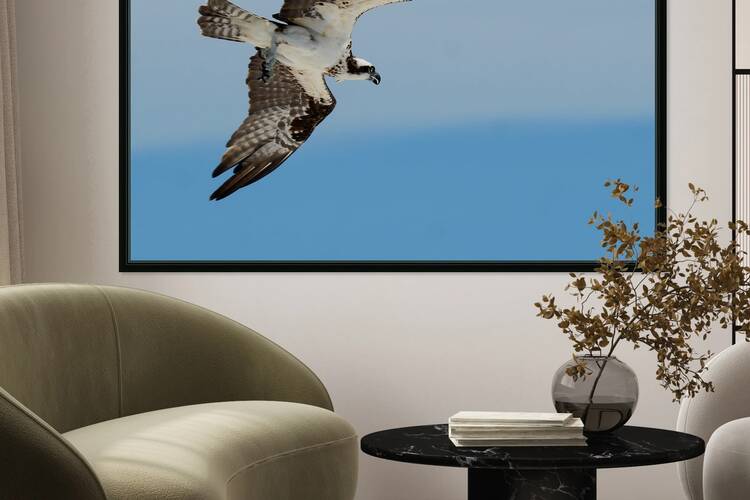 osprey angled 4485 Reproduction