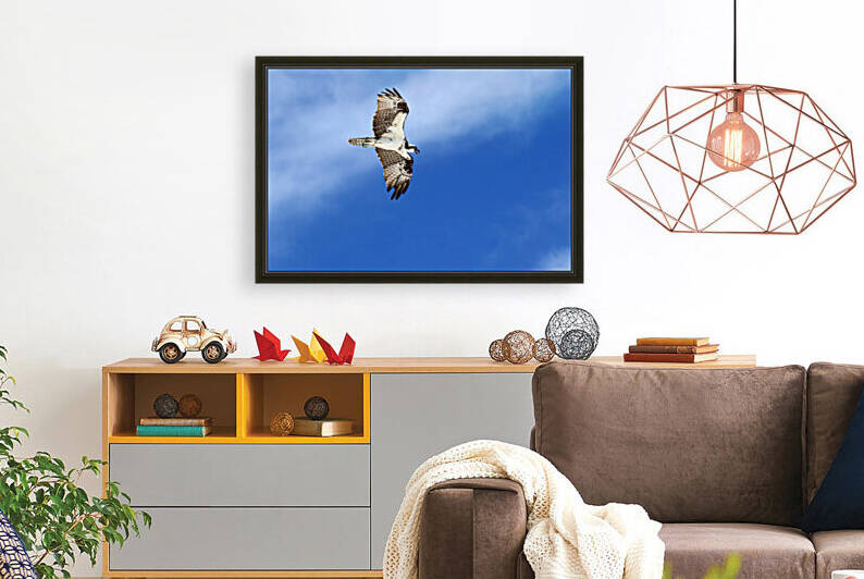 osprey fly right 4410 by Dan Sheridan Photography