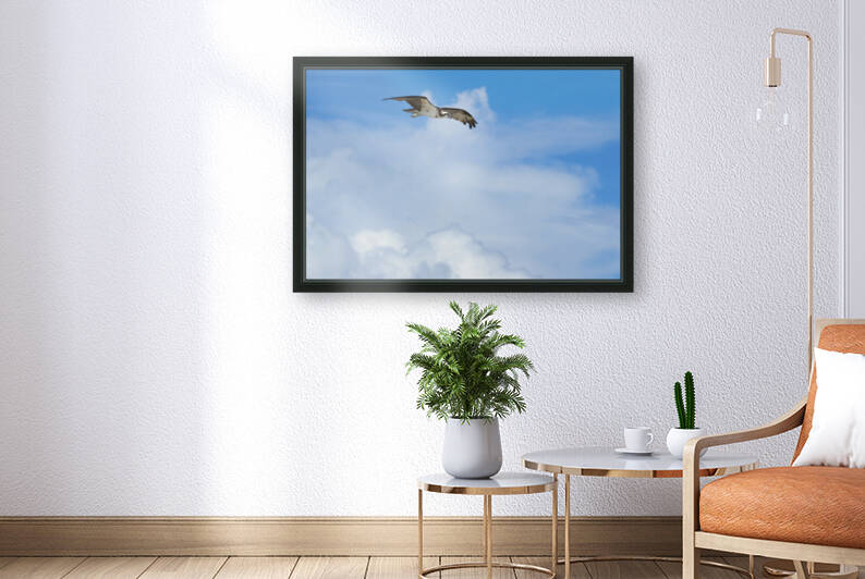 osprey above clouds 4500 by Dan Sheridan Photography