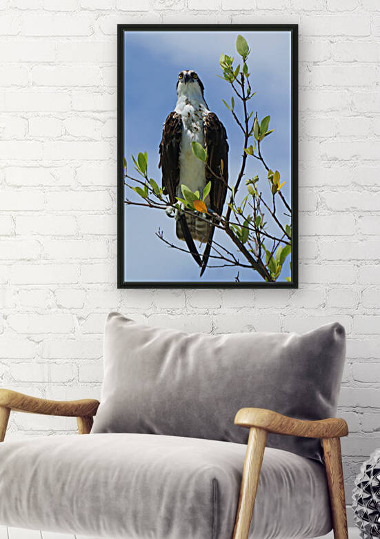 osprey both eyes 4342 by Dan Sheridan Photography