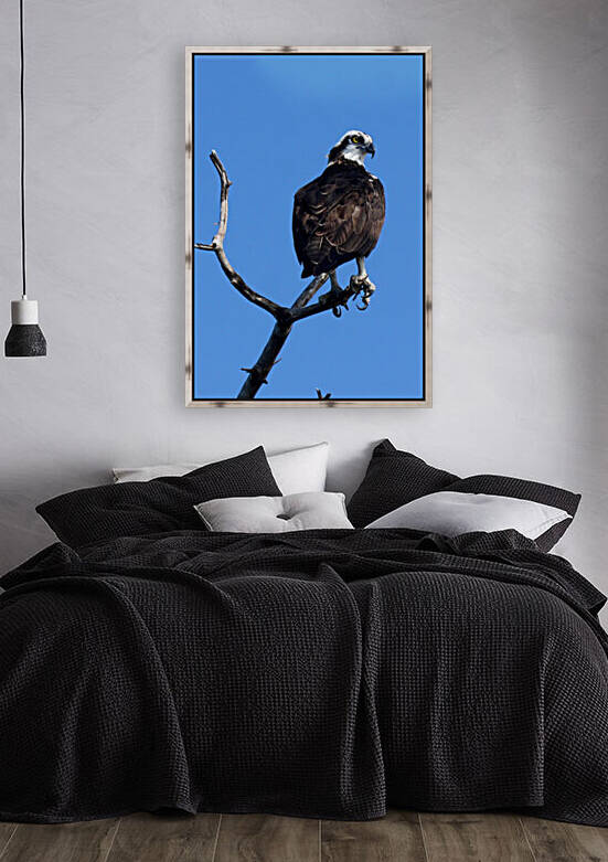 osprey atop tree one eye and claws cropped 7534 by Dan Sheridan Photography