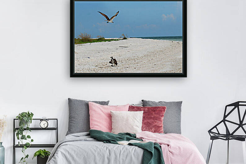 osprey flies over grounded osprey 4487 by Dan Sheridan Photography