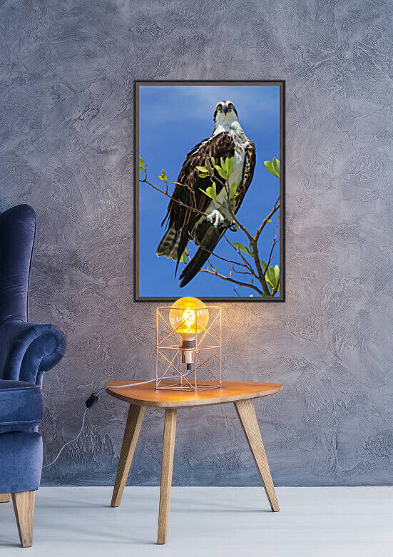 osprey eyes on cam 4381 by Dan Sheridan Photography