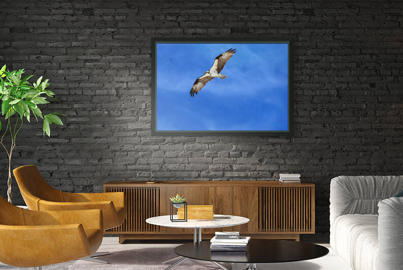 osprey flying 4422 by Dan Sheridan Photography