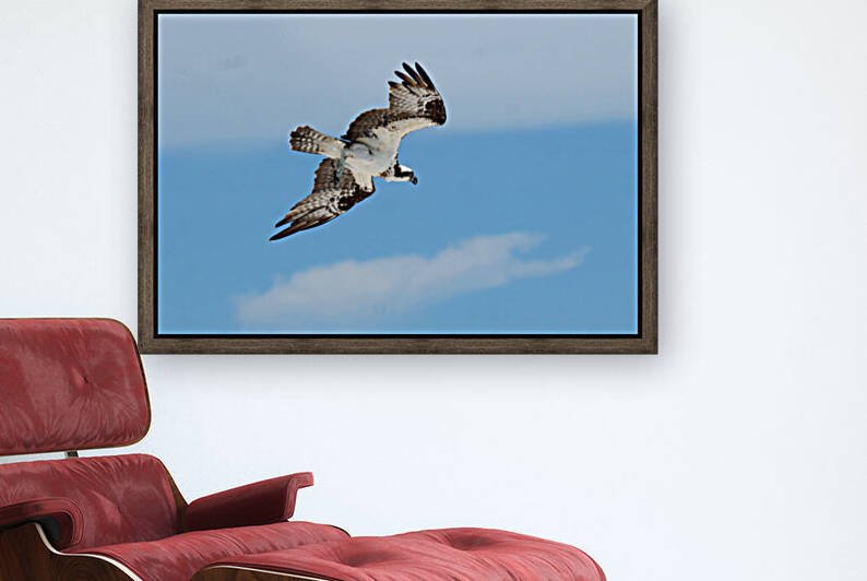 osprey angled 4486 by Dan Sheridan Photography