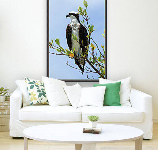osprey profile 4337 by Dan Sheridan Photography