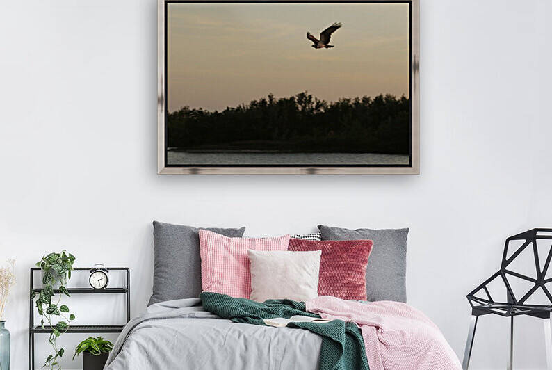 osprey in flight 2 9156 1615149984.2522 by Dan Sheridan Photography