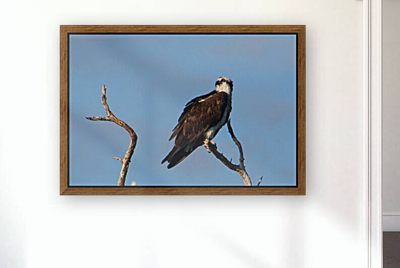 osprey treetop 8757 by Dan Sheridan Photography