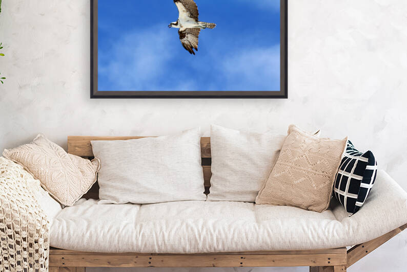 osprey in flight mouth open tongue 4425 by Dan Sheridan Photography