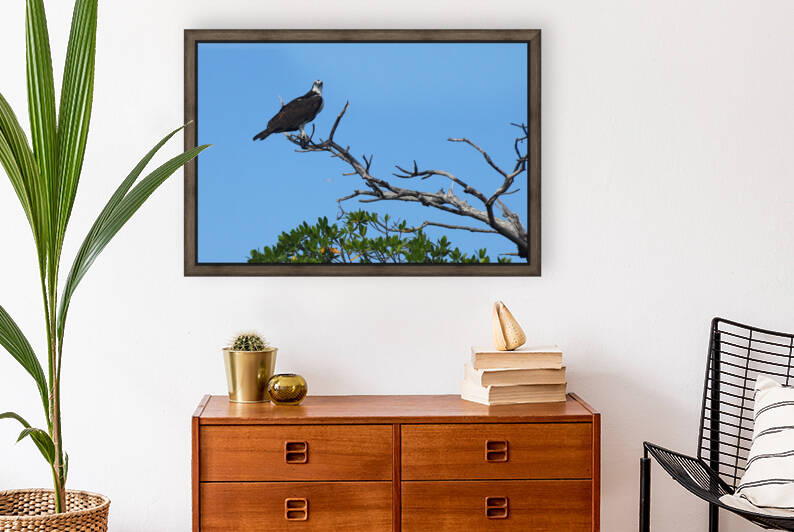 osprey in tree looking at camera 7519 by Dan Sheridan Photography