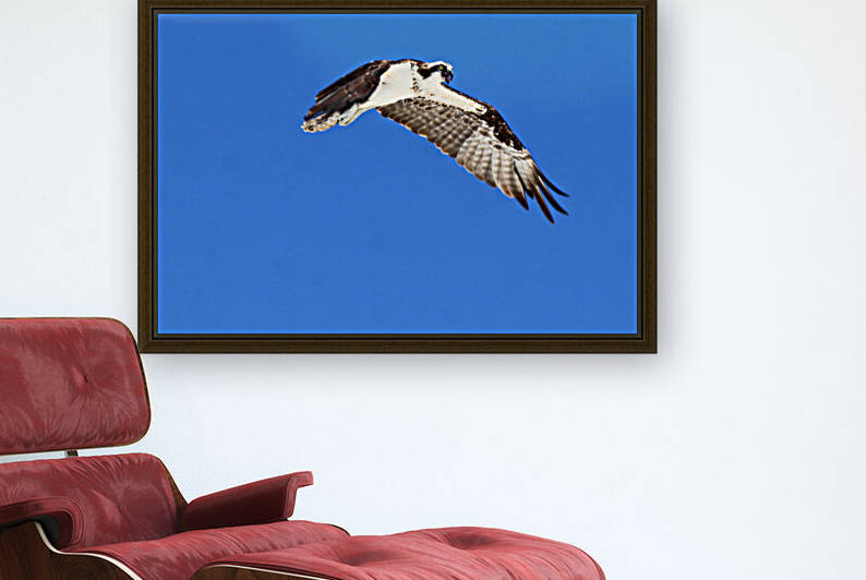 osprey in flight tongue out 4450 by Dan Sheridan Photography
