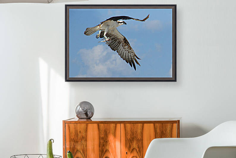 osprey in flight with fish NICE 0540 by Dan Sheridan Photography